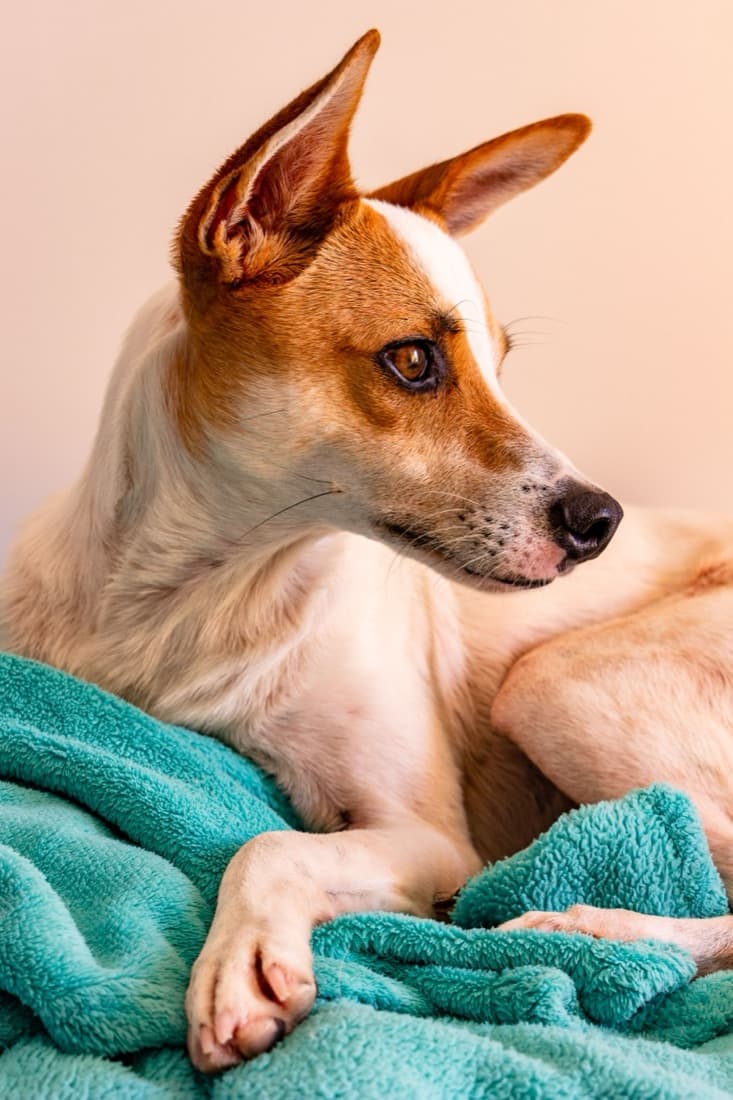 A tan and white dog rests on a teal blanket, before the Pet Portrait Generator paints it as a Renaissance portrait.