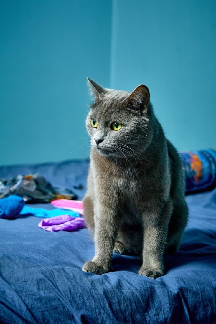 A gray cat sits on a blue bed, before the Pet Sticker Generator turns the photo into an illustrated sticker.