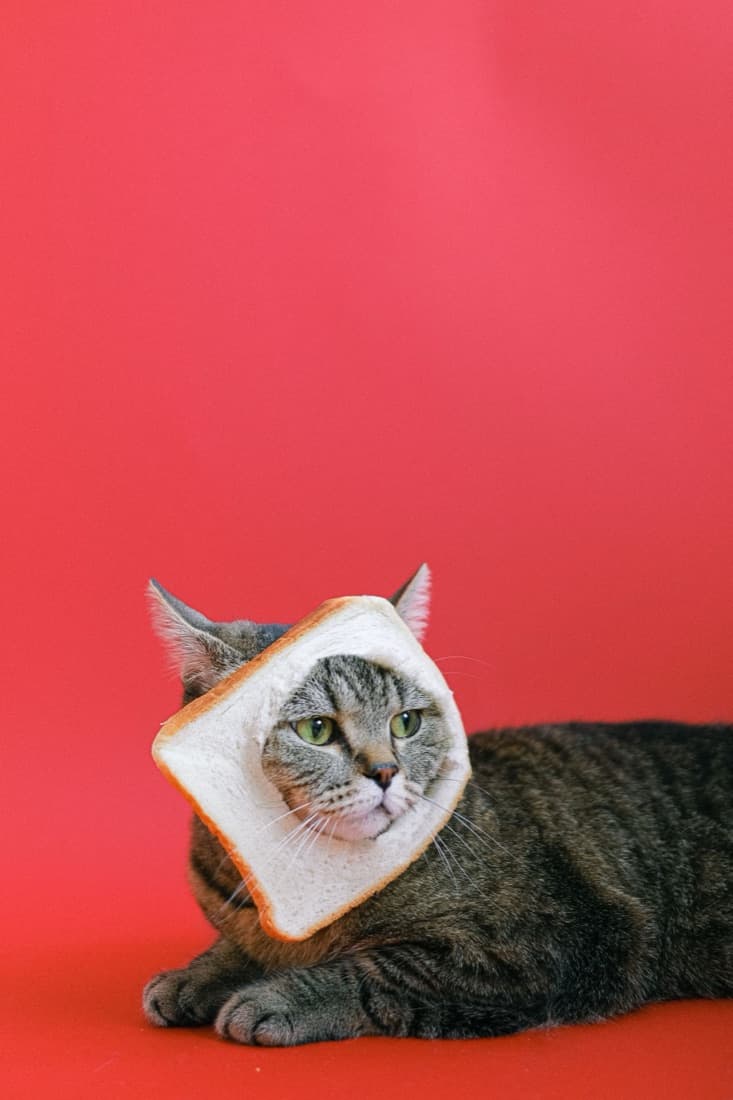 A gray tabby cat wears a bread-shaped cardboard cutout collar, before the Pet to Human Filter reimagines it as a boy.