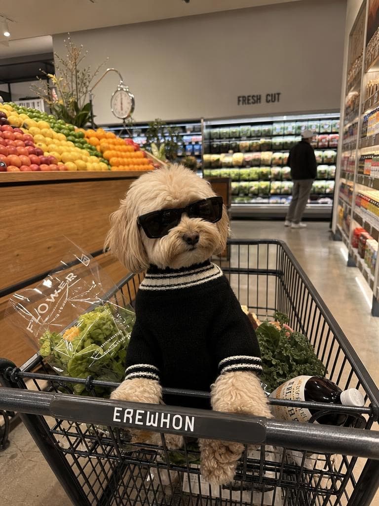 A small dog in sunglasses and a black sweater sits in a grocery cart, before the Snow Globe Generator places it in a globe.